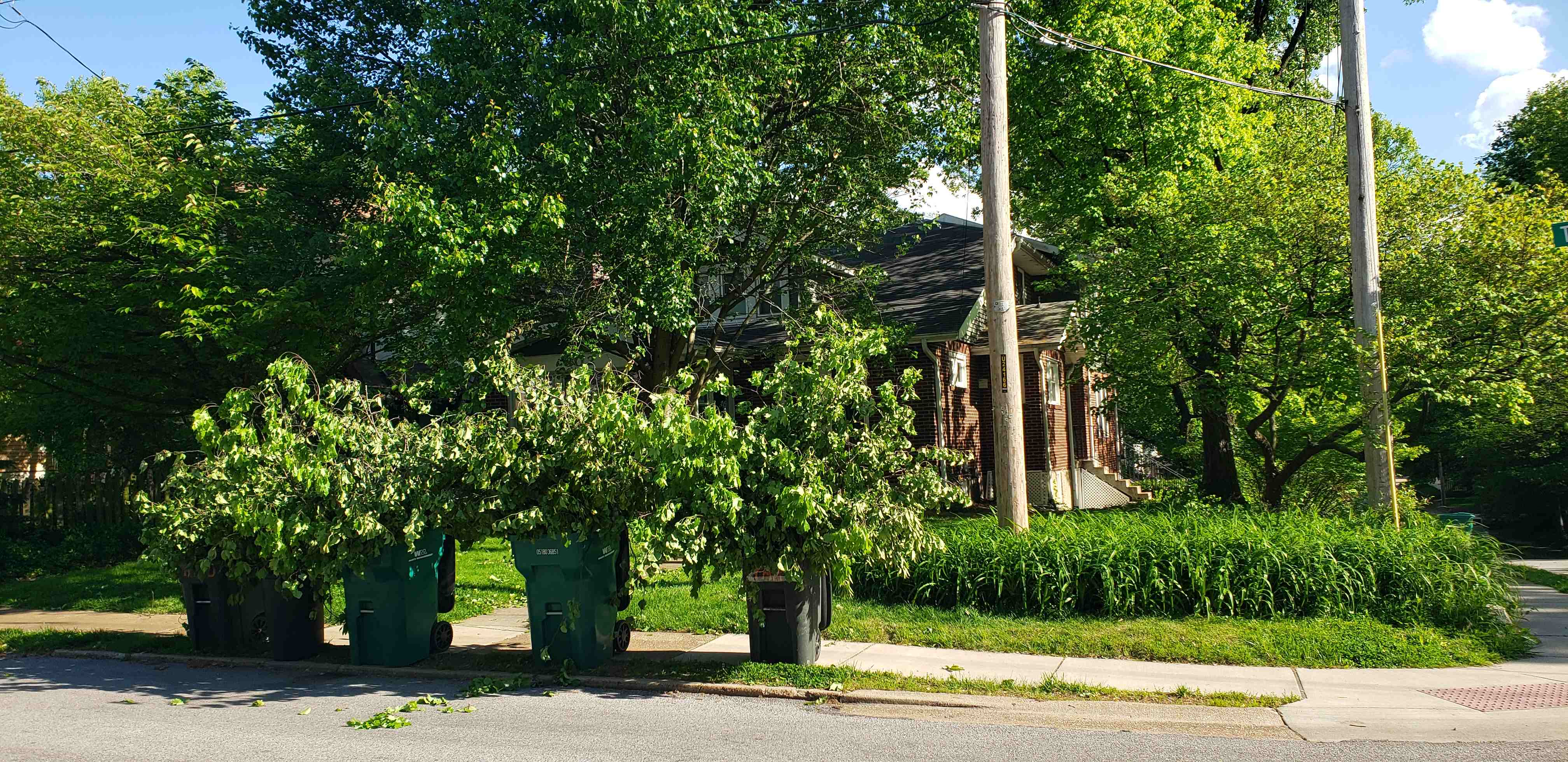 2020-05-09 Tuxedo Tree trimiing.jpg